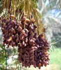 Cara Nabi Muhammad Memakan Kurma