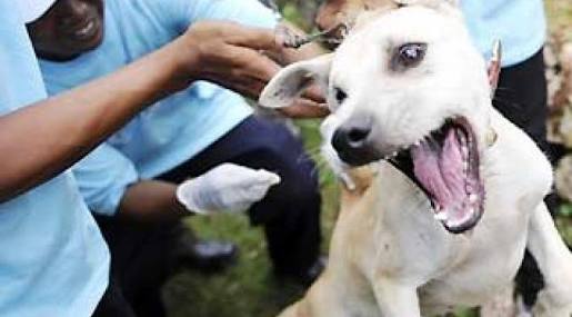 Proyek Vaksinasi 12.000 Hewan Penular Rabies Di Siak , Ditargetkan Selesai 2017