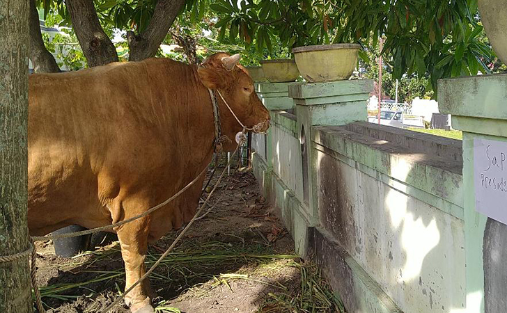 Riau Bakal Terima 13 Ekor Sapi Kurban Dari Presiden Prabowo