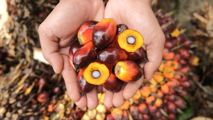Harga Sawit di Riau Turun Sepekan Kedepan
