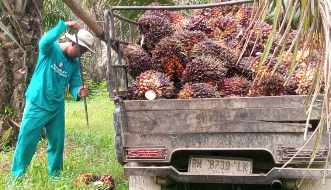 Petani Sawit Riau Soroti Laba Agrinas Rp27,9 Miliar, Minta KPK Lakukan Pemeriksaan