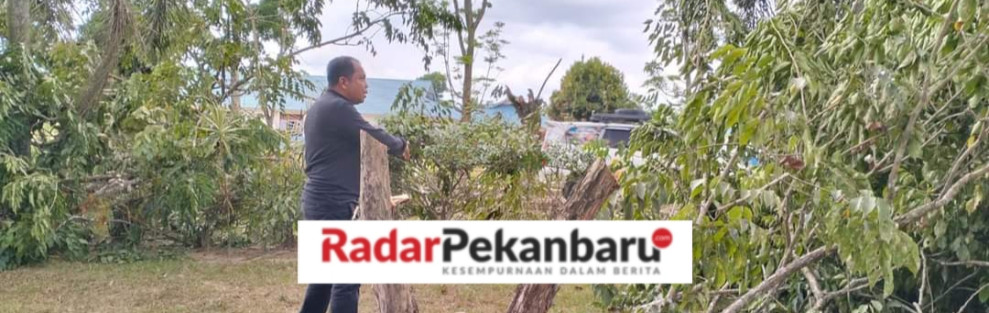 Ketua DPRD Pelalawan Kesal, Karena PUPR Tumbang Pohon Diwilayah Tugu Bono, PUPR Bungkam!