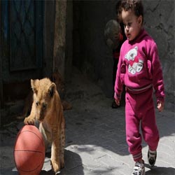 Waduh, Anak Singa Berubah Jadi Hewan Peliharaan Keluarga di Gaza