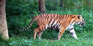 Lagi Menebang Kayu di Hutan, Warga Pelalawan Ini Nyaris Diterkam Harimau