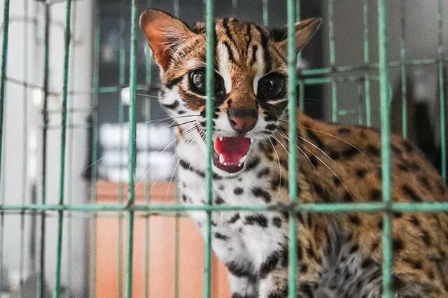 BBKSDA Riau Sita Musang dan Kucing Hutan  dari Tempat Hiburan