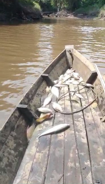 Sungai Napuh Di Racuni Oleh Oknum, Ribuan Ekor Ikan Mati