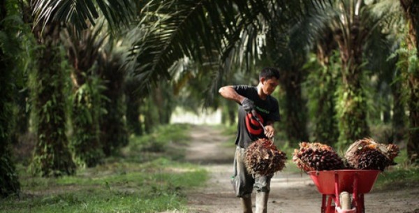 22 Ribu Ha Kebun Sawit di Riau Jadi Target Replanting Tahun 2018