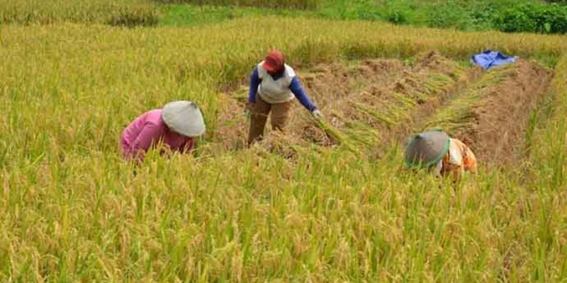 Musim Panen Tiba, Harga Gabah dan Beras Mulai Turun