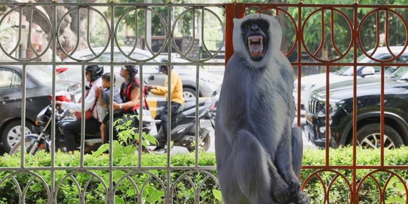 Jelang KTT G20, India Sebar Lutung Seukuran Manusia di New Delhi