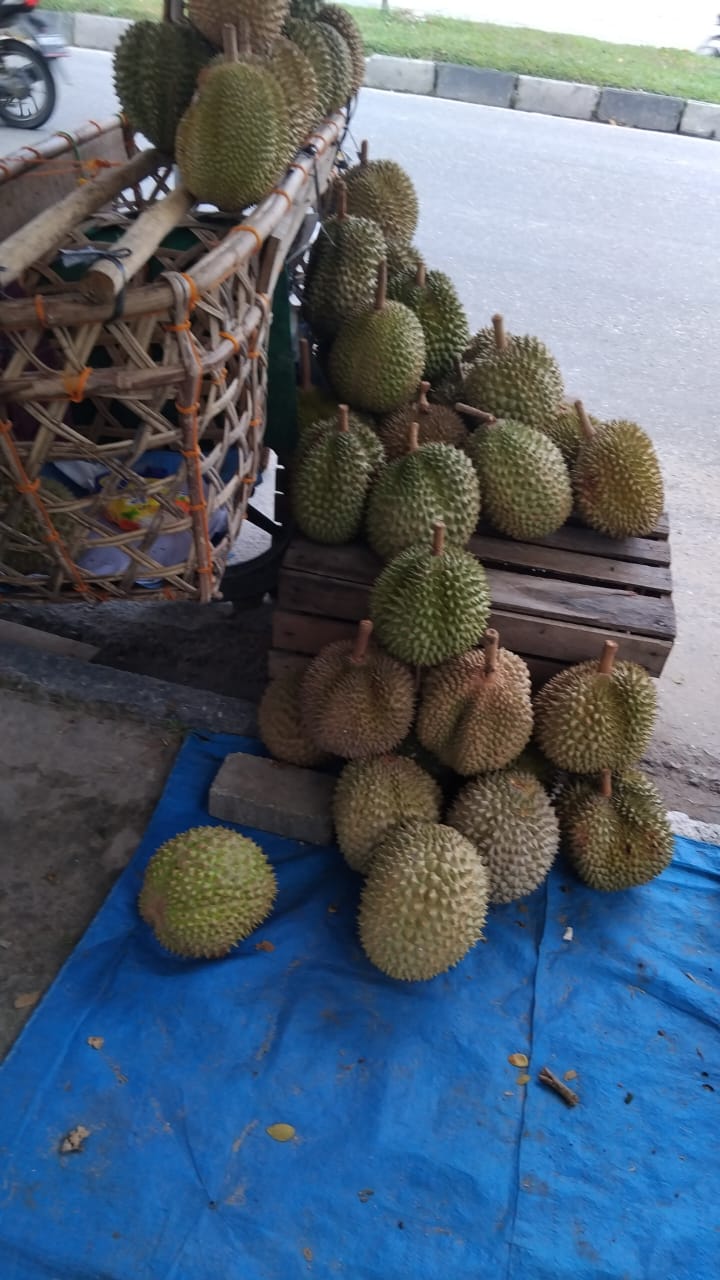 Durian Kampar: Kelezatan Asli yang Memikat di Tengah Pekanbaru