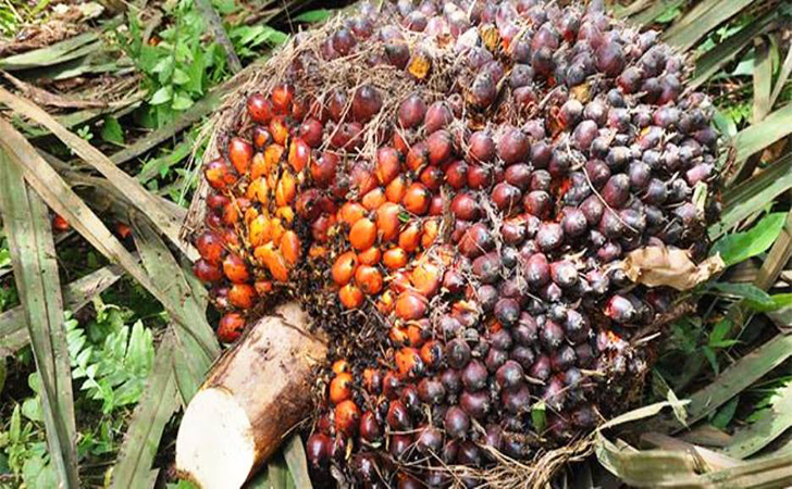 Petani Menjerit Jokowi Larang Ekspor Sawit, Harga Turun 50 Persen
