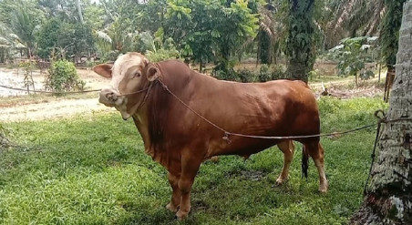 Pemprov Riau Seleksi Sapi Kurban Bantuan Presiden