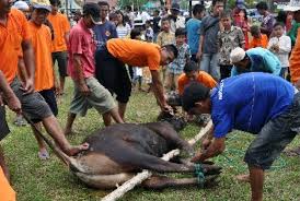 Berniat Qurban dan Aqiqah Sekaligus, Bolehkah?