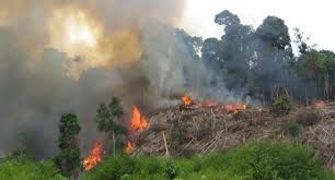 Titik Api Mulai Muncul, Potensi Hujan di Riau Masih Minim