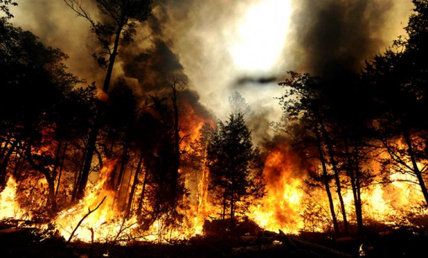 Gugat Perusahaan Pembakar Hutan,Pemerintah Kalah di Pengadilan Malah Bayar Biaya Perkara ? Aneh