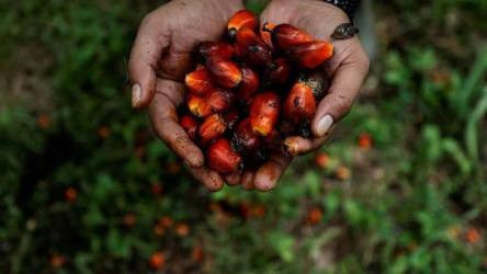 Harga TBS Sawit Mitra Swadaya di Riau Tembus Rp 3.487 per Kg