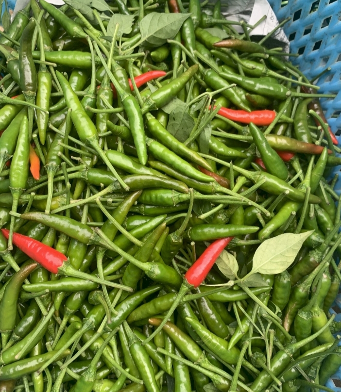 Cabe Rawit di Meranti Naik Hingga 15 Ribu