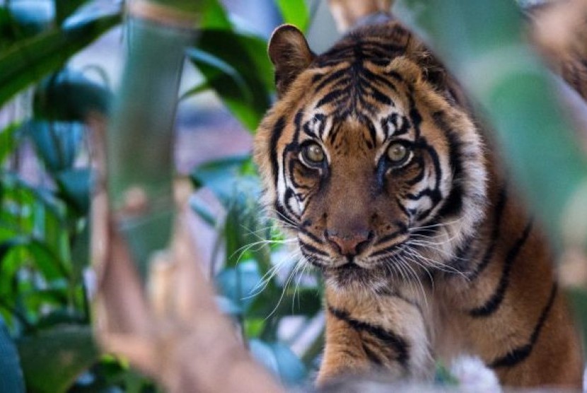Kemiri, Harimau Sumatra Tertua di Australia Disuntik Mati