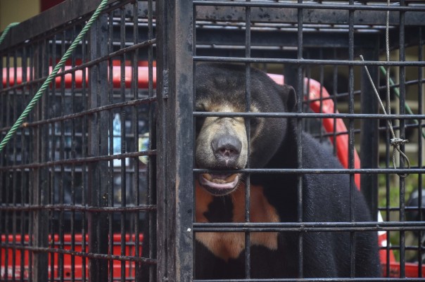 Sepasang Beruang Madu Diamankan Polda Riau Dari Warga