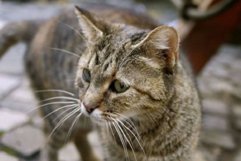 Bagaimana Hukum Menganiaya Kucing Hingga Mati?