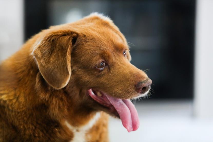 Cara Mencuci Pakaian yang Terkena Liur Anjing