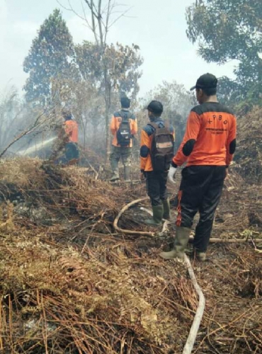 Tujuh Hektar Lahan Gambut di Batang Gangsal Kembali Terbakar