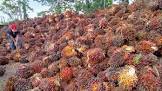 Harga Sawit Riau Saat Ini Rp3.680,16/kg