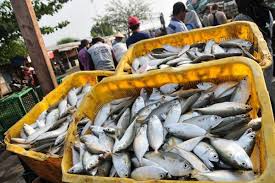 Angka Konsumsi Ikan Riau Rendah, Dibawah Rata-rata Nasional
