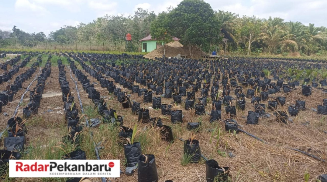 Terkait Matinya Bibit Sawit Milik Dinas Perkebunan dan Perternakan Pelalawan, Tengku Indra : Kami Tak Ada Niat Untuk Menelantarkan Bibit
