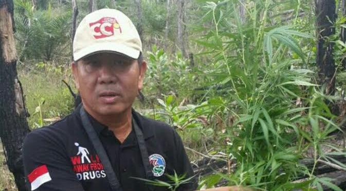 Sejak Kapolda Dijabat oleh Brigjen Supriyanto , Terbongkar Ladang Ganja Pertama di Pedalaman Riau