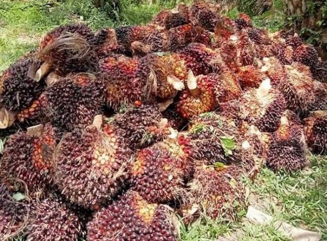 Harga Sawit Riau Tembus Rp 2.860 Perkilogram