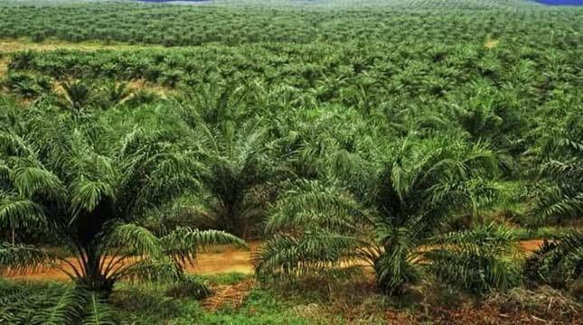 Buntut Usulan Pajak Batang Sawit, Ekonom: Pemprov Riau Harus Validasi Laporan Penggunaan Air Permukaan Perusahaan