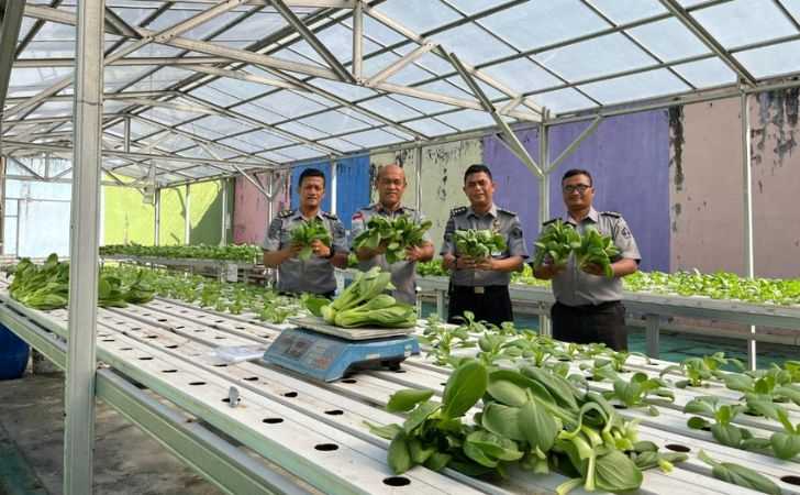 Lapas Kelas IIA Pekanbaru Panen Perdana Nanas Madu Dan Pakcoy Hidroponik