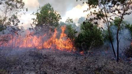 46,9 Hektare Lahan di Riau Terbakar, Polisi Tetapkan 13 Tersangka