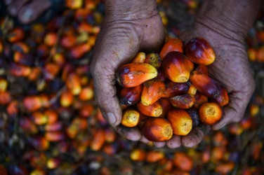 Harga TBS Sawit di Riau Sentuh Angka Rp4.011 per Kg