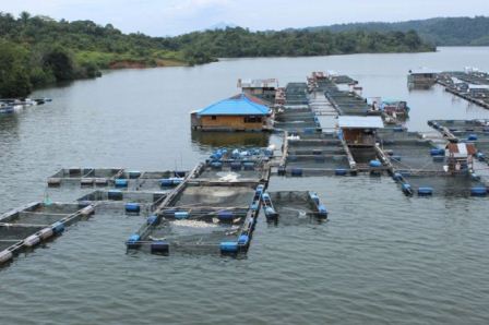 Produksi Ikan Air Tawar Asal Kampar Penuhi 70 persen Kebutuhan Masyarakat Riau