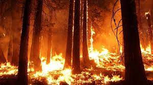 Erdogan Akui Turki Hadapi Kebakaran Hutan Terburuk