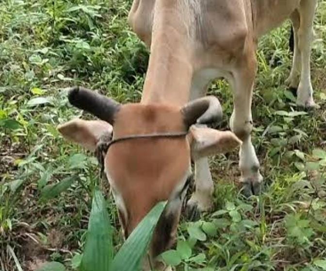 Tahun Ini Sapi Kurban Bupati Kampar Ahmad Yuzar Banyak yang Kurus dan Kecil