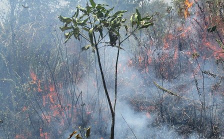 Segel Lahan Terbakar Milik PT Andika di Rohul, 7 Staf Kementerian LHK Disandera Sekelompok Orang