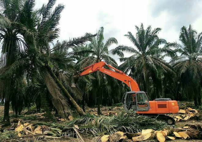 Program Replanting Sawit 2022 di Riau Tak Terealisasi