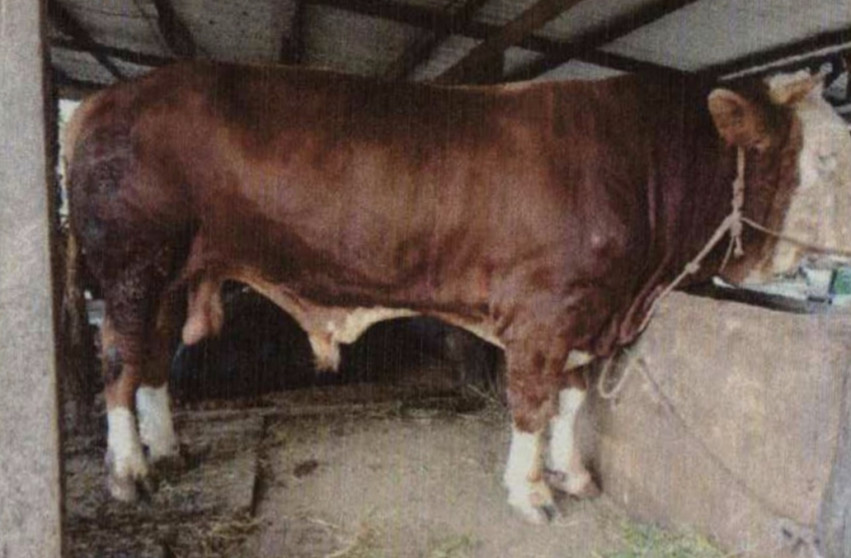 13 Sapi Jumbo di Riau Diusulkan Jadi Kandidat Bantuan Presiden untuk Iduladha