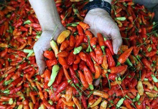 Harga Cabai Rawit di Pekanbaru Tembus Rp100 Ribu Perkilogram