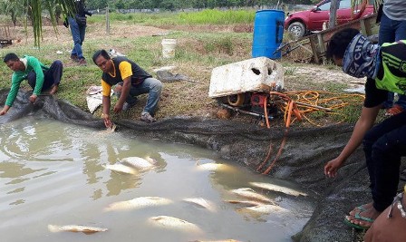 Banyak Ikan Arwana Milik Petani Mati di Rumbai , Dampak Lumpur Proyek Tol Pekanbaru-Dumai