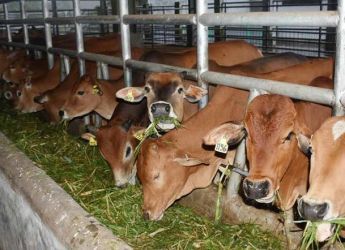 Sebanyak 36 Sapi di Riau Dinyatakan Sembuh dari PMK