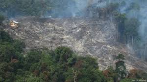 Cegah Karhutla, Warga Pekanbaru Diminta Laporkan Pembakaran Lahan Mencurigakan