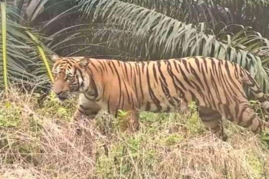 Kembali Muncul di Pelalawan, Sosok Harimau Sumatera Terekam Jelas Duduk di Pinggir Hutan