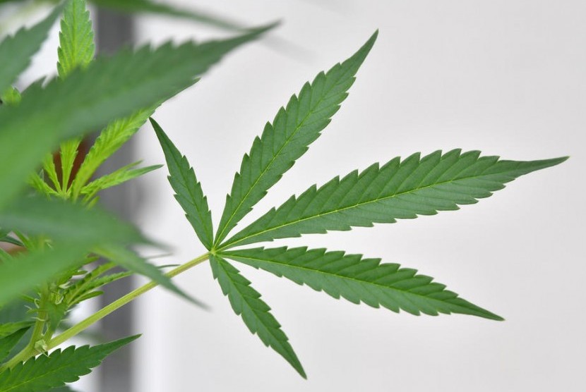 Penggunaan Ganja Meningkat Akibat Legalisasi dan Covid-19