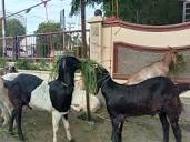 Sahkah Qurban dengan Kambing Betina?
