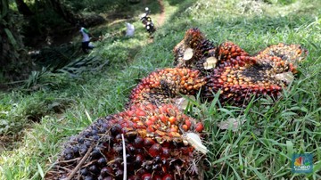Inilah nama-nama penjahat yang lepas dari jeratan hukum – jika sawit jadi tanaman hutan 