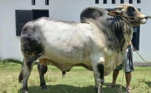 Sapi Milik Peternak Inhu Ini Dipilih Jadi Sapi Kurban Presiden Jokowi